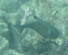 Pempheris oualensis