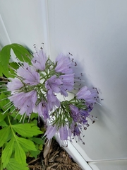 Hydrophyllum virginianum