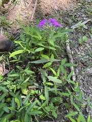 Phlox ovata