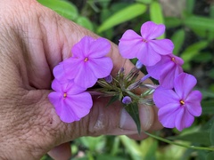 Phlox ovata