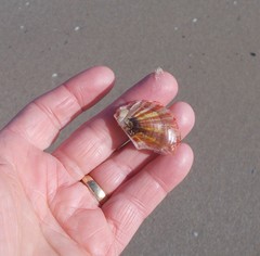 Electroma papilionacea