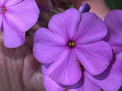 Phlox ovata