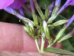Phlox ovata