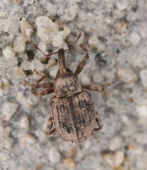 Conotrachelus seniculus