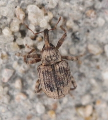 Conotrachelus seniculus