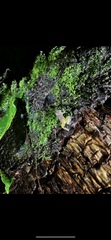 Diasporus