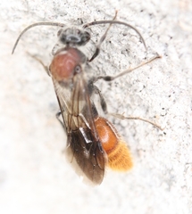 Sphaeropthalma imperialis