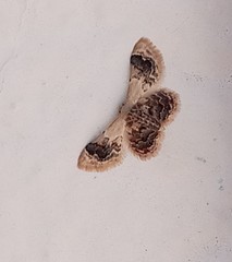 Idaea asceta