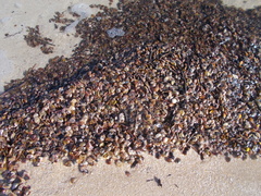 Electroma papilionacea