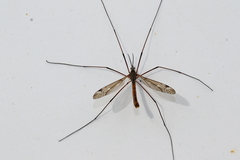 Tipula dorsimacula