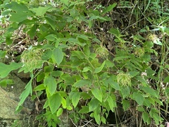 Clematis vinacea