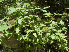 Clematis vinacea