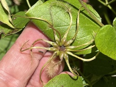 Clematis vinacea