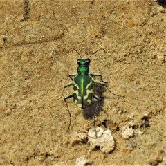 Cicindela tranquebarica parallelonota