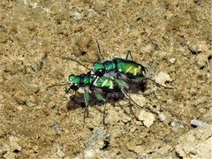 Cicindela tranquebarica parallelonota