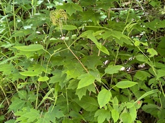 Clematis vinacea