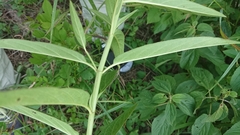 Asclepias incarnata incarnata