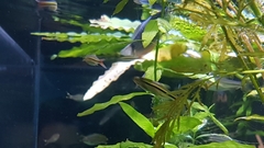 Rasbora borapetensis