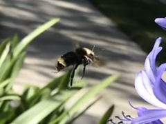 Bombus californicus