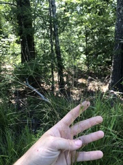 Agrostis elliottiana