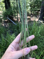 Agrostis elliottiana
