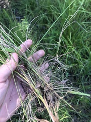 Agrostis elliottiana
