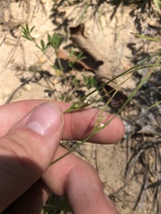 Scleria pauciflora pauciflora