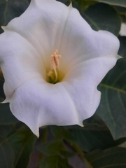 Datura innoxia