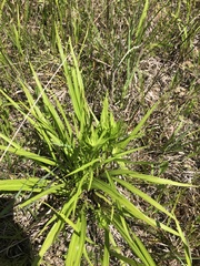 Liatris spicata spicata