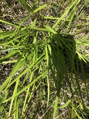 Liatris spicata spicata