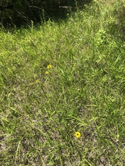 Liatris spicata spicata