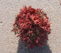 Acrosorium ciliolatum