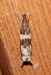 Prionapteryx nebulifera