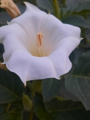 Datura innoxia