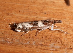 Prionapteryx nebulifera