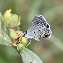 Hemiargus ceraunus filenus