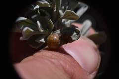 Rhopalomyia calvipomum