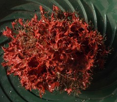 Acrosorium ciliolatum