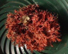 Acrosorium ciliolatum