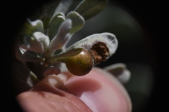 Rhopalomyia calvipomum