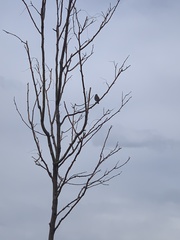 Spizelloides arborea