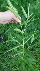 Asclepias incarnata incarnata
