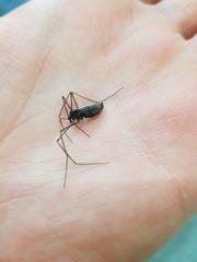 Chioneinae