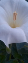 Datura innoxia