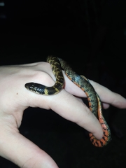 Erythrolamprus taeniogaster