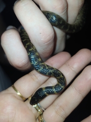 Erythrolamprus taeniogaster