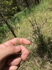Sporobolus compositus, photograph John Kees, CC0, iNaturalist via GBIF