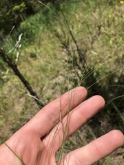 Sporobolus compositus