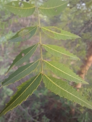Azadirachta indica
