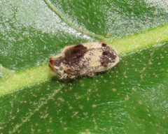 Trichodesma